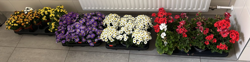 blumen_hausius.jpg blumen_hausius.jpg